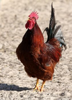 Proud red rooster crowing on the farm