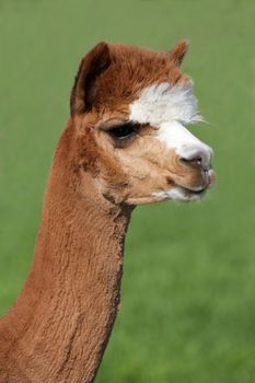 Brown and white Alpaca portrait with funny expression