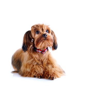 Puppy of a decorative doggie. Decorative dog. Puppy of the Petersburg orchid on a white background