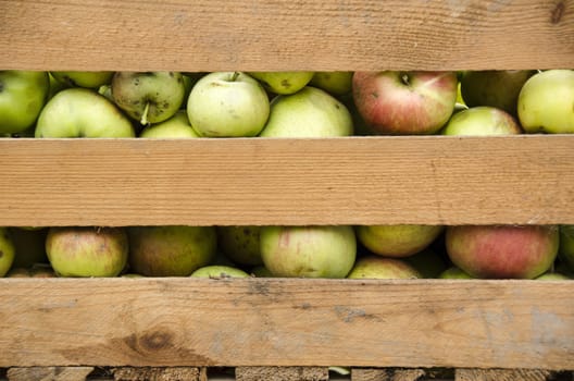 Fresh organic apples in a wooden box