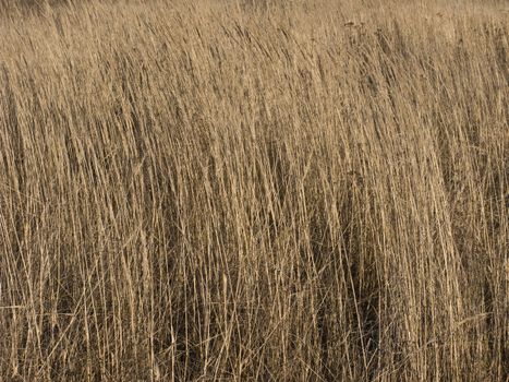 Last year dry yellow grass background texture