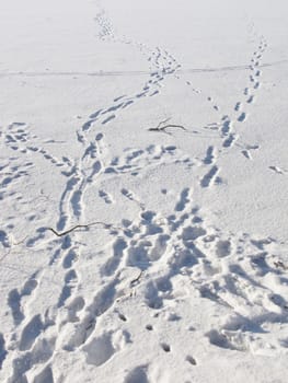 Fragment of snow surface with footsteps on sunny day