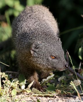 Cute Grey Mongoose hunting in the African undergrowth