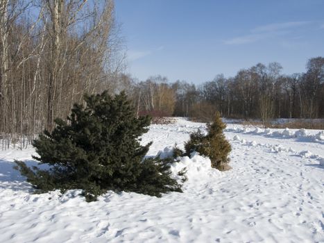 View of winter park landscape, middle Russia