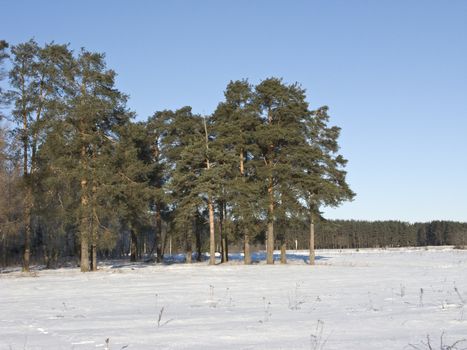 Edge of winter forest, field under snow, Russia