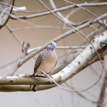 dove resting on tree branch