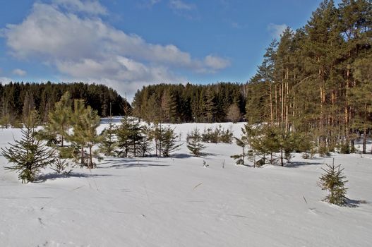 Large clearing in the winter coniferous forest