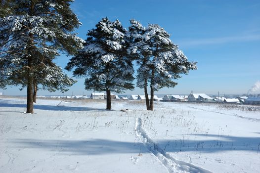 Outskirts of small town with snowy pine trees at winter sunny day