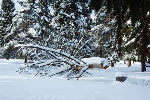 Sawed tree under snow in coniferous winter forest