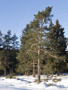 Pine trees in forest on sunny winter day