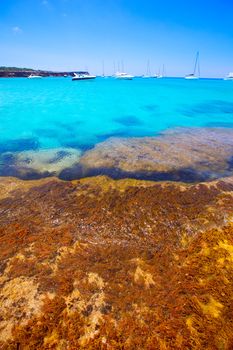 Formentera Cala Saona beach one of the best beaches in world near Ibiza