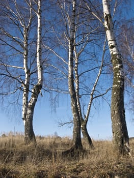 View of birch trunks in winter forest on sky background