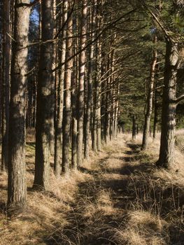 Path in park, sunny snowless winter day