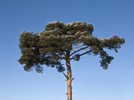 Top of pine tree in winter wood on sky background
