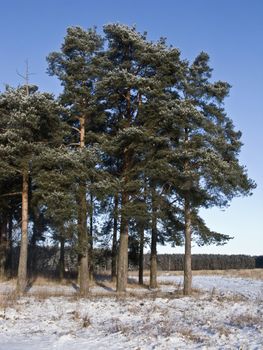 Edge of winter forest with several pine trees, Russia