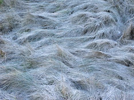 Close up of dry grass under hoarfrost
