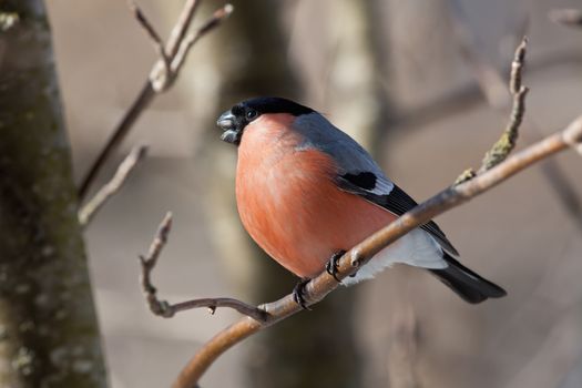 The male a bullfinch sits on a mountain ash branch