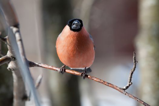 The male a bullfinch sits on a mountain ash branch