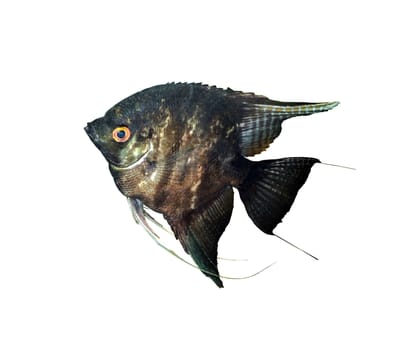                       A general view of aquarium fish Pterophyllum scalare black on a white background         