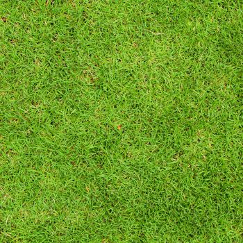 Fresh green grass top view with for background