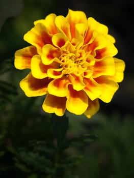 Beautiful flower of french marigold flower (Tagetes patula Family Compositae)