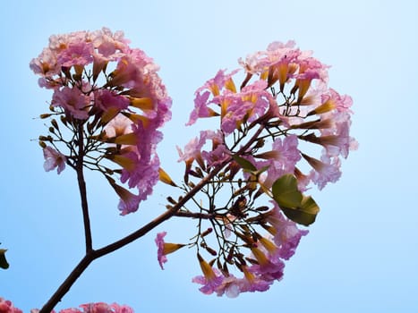 Pink trumpet tree flower blooming in valentine's day like sweet dream (Tabebuia rosea, Family Bignoniaceae, common name Pink trumpet tree, Rosy trumpet tree, Pink Poui, Pink Tecoma)