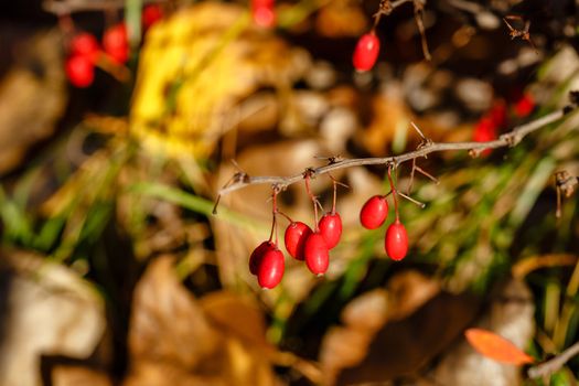 Berries and thorns in the autumn forest close-up shot