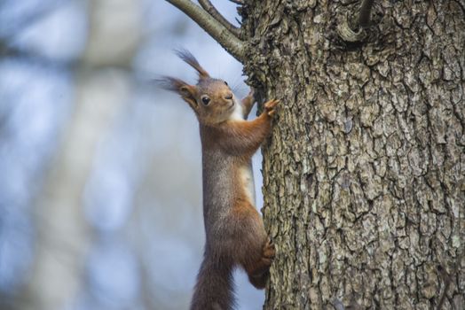 The image is shot in a forest in Halden, Norway called Refne one day in April 2013.