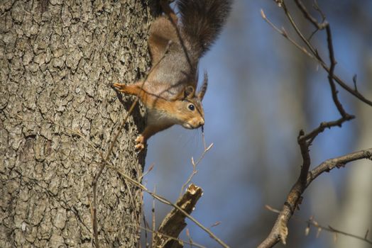 Squirrel pictures are shot in the forests at Fredriksten fortress in Halden, Norway.