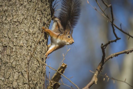 Squirrel pictures are shot in the forests at Fredriksten fortress in Halden, Norway.