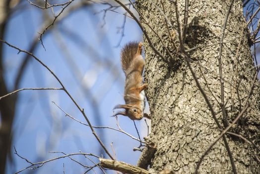 Squirrel pictures are shot in the forests at Fredriksten fortress in Halden, Norway.