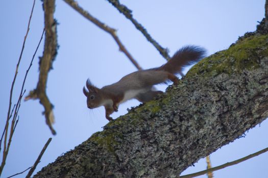 squirrel pictures are shot in february 2013 in the forests at fredriksten fortress in halden.