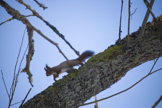 squirrel pictures are shot in february 2013 in the forests at fredriksten fortress in halden.