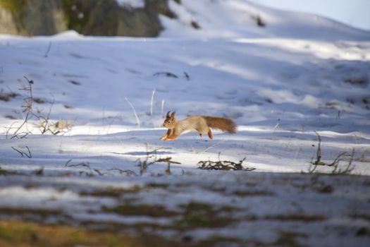 squirrel pictures are shot in february 2013 in the forests at fredriksten fortress in halden.