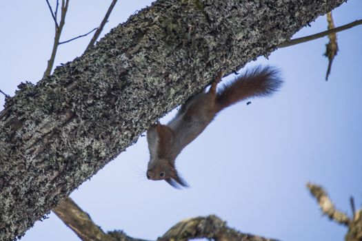 squirrel pictures are shot in february 2013 in the forests at fredriksten fortress in halden.