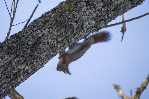 squirrel pictures are shot in february 2013 in the forests at fredriksten fortress in halden.