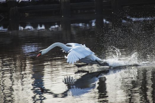 mute swan (cygnus olor) flying in and landing in the tista river in halden, the image is shot one day in february 2013