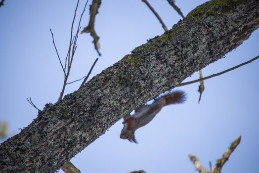 squirrel pictures are shot in february 2013 in the forests at fredriksten fortress in halden.