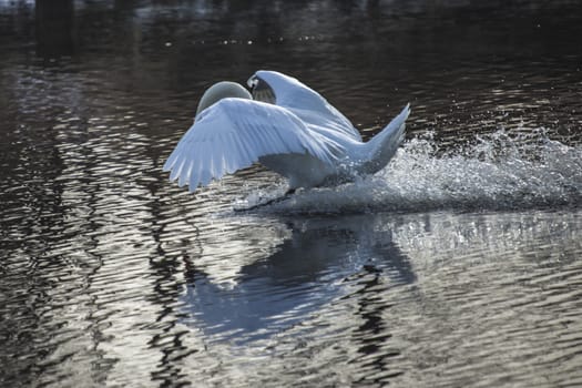 mute swan (cygnus olor) flying in and landing in the tista river in halden, the image is shot one day in february 2013