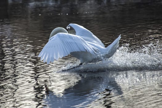 mute swan (cygnus olor) flying in and landing in the tista river in halden, the image is shot one day in february 2013