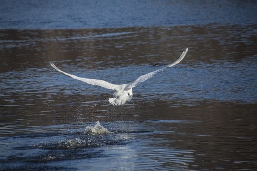 mute swan (cygnus olor) ran on the water to take off and fly, the image is shot at the tista river in halden march 2013, (halden is a city in norway)