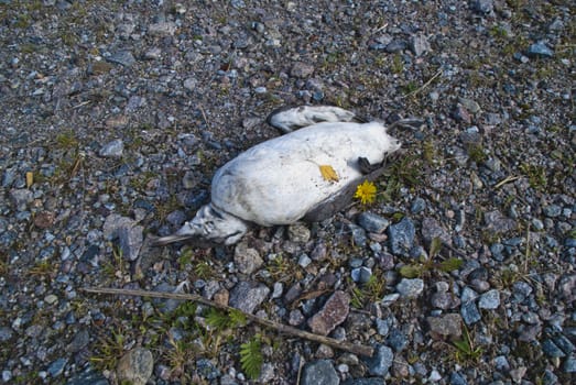 the bird that is an common murre or common guillemot (uria aalge) is detected on the port of halden located far southeast of norway which is not their actual whereabouts and therefore they find no food and starves to death.