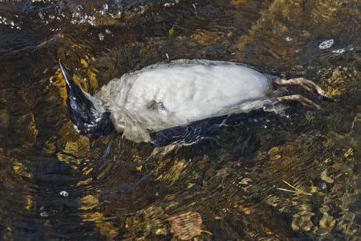 the bird that is an common murre or common guillemot (uria aalge) is detected on the port of halden located far southeast of norway which is not their actual whereabouts and therefore they find no food and starves to death.