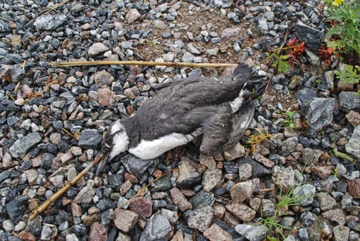 the bird that is an common murre or common guillemot (uria aalge) is detected on the port of halden located far southeast of norway which is not their actual whereabouts and therefore they find no food and starves to death.