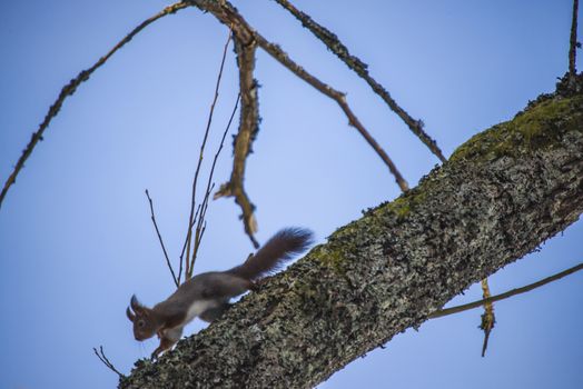 squirrel pictures are shot in february 2013 in the forests at fredriksten fortress in halden.