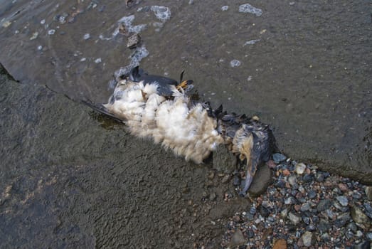 the bird that is an common murre or common guillemot (uria aalge) is detected on the port of halden located far southeast of norway which is not their actual whereabouts and therefore they find no food and starves to death.