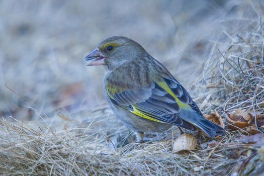 The picture of Greenfinch is shot by a tree stump in the forest at Fredriksten fortress in Halden, Norway a day in March 2013.