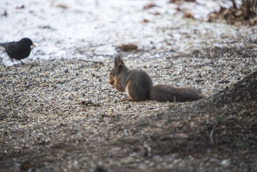 Squirrel pictures are shot in the forests at Fredriksten fortress in Halden, Norway.