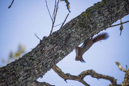 squirrel pictures are shot in february 2013 in the forests at fredriksten fortress in halden.