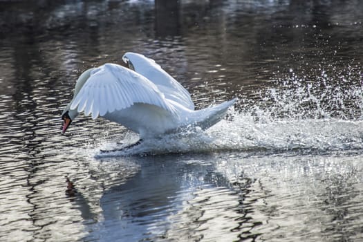 mute swan (cygnus olor) flying in and landing in the tista river in halden, the image is shot one day in february 2013
